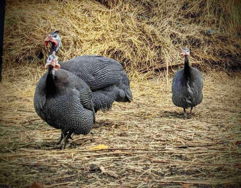 Екоферма на Посуллі