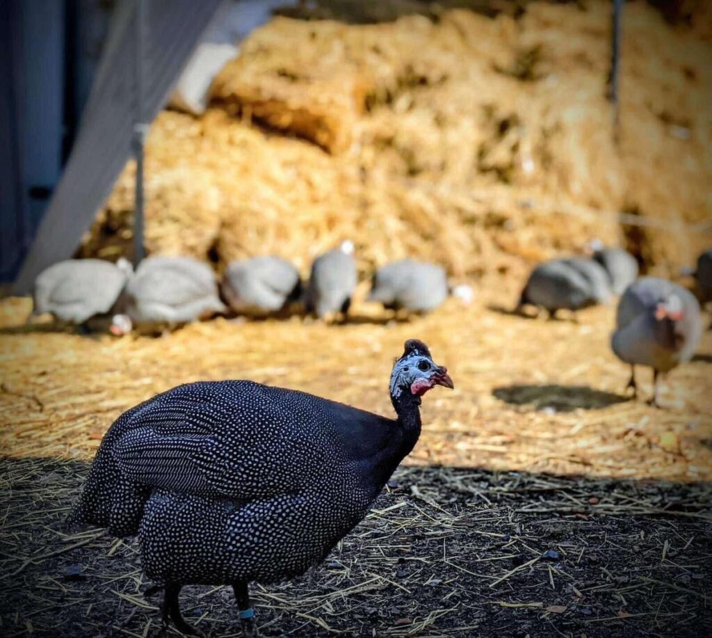 Екоферма на Посуллі