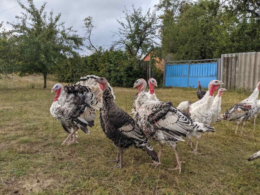 Екоферма на Посуллі