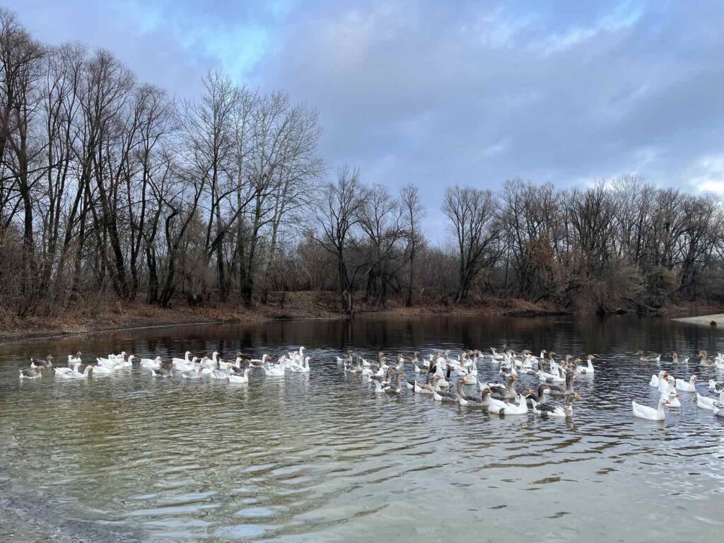 Екоферма на Посуллі