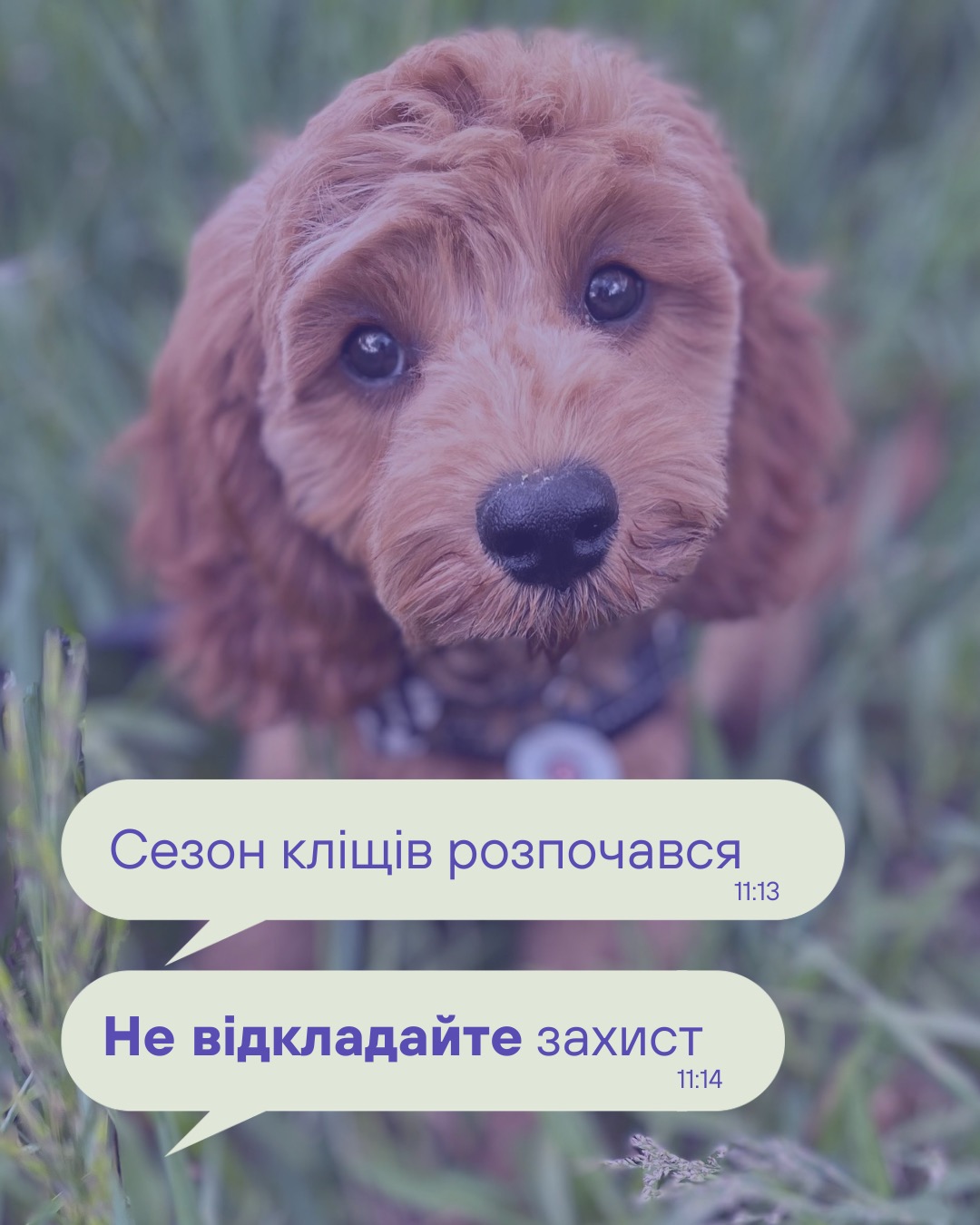 🛡️ Захист від кліщів — важлива частина весняного догляду!