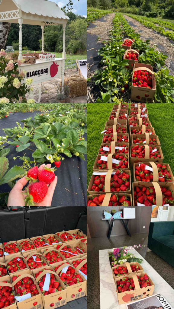 Свіжа полуниця з ферми — прямо до Новопечерських Липок 🍓