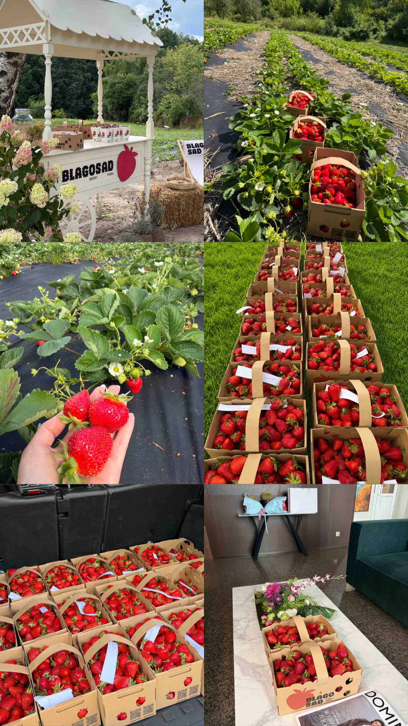 Свіжа полуниця з ферми — прямо до Новопечерських Липок 🍓